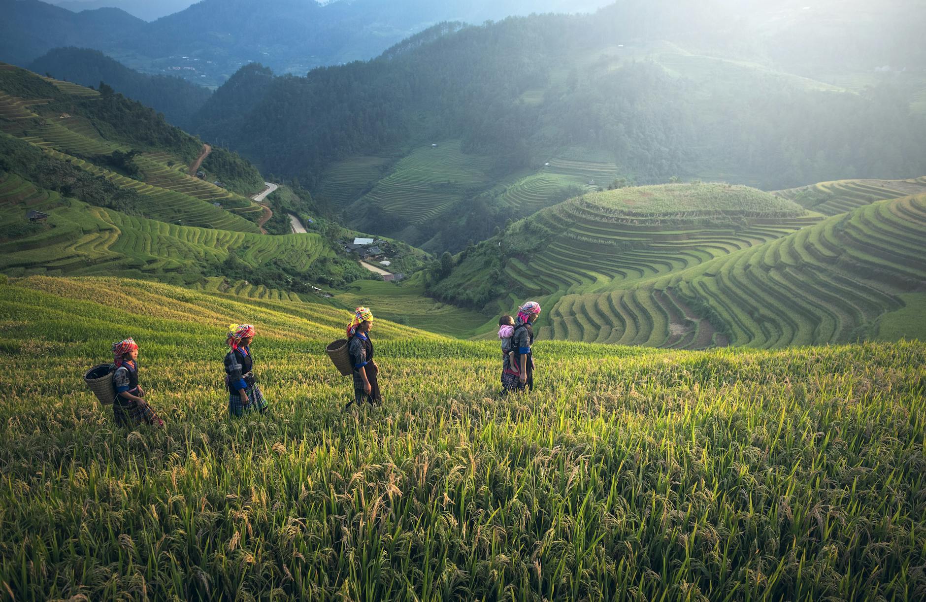 people on rice terraces
