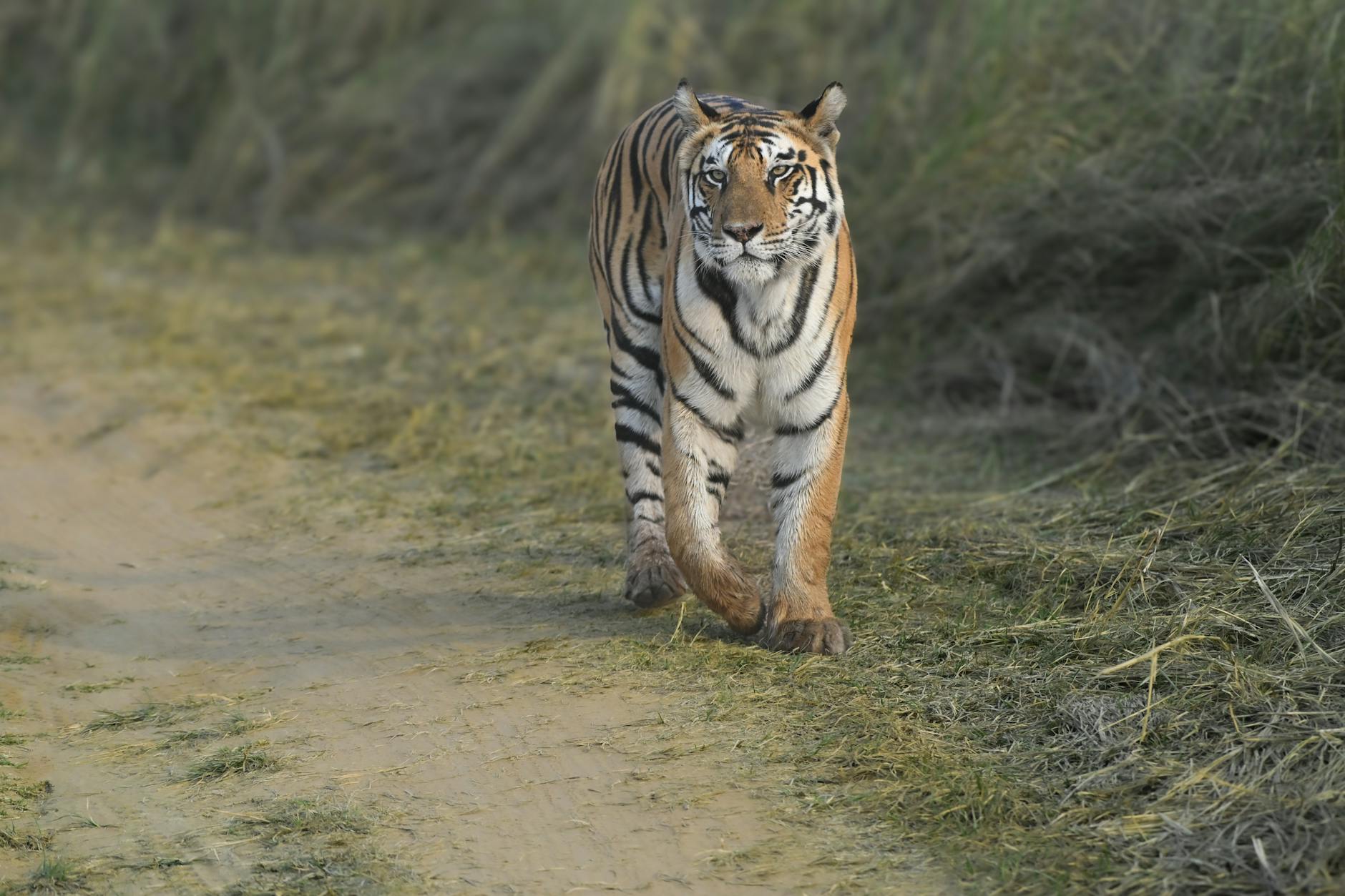 majestic bengal tiger walking through forest path